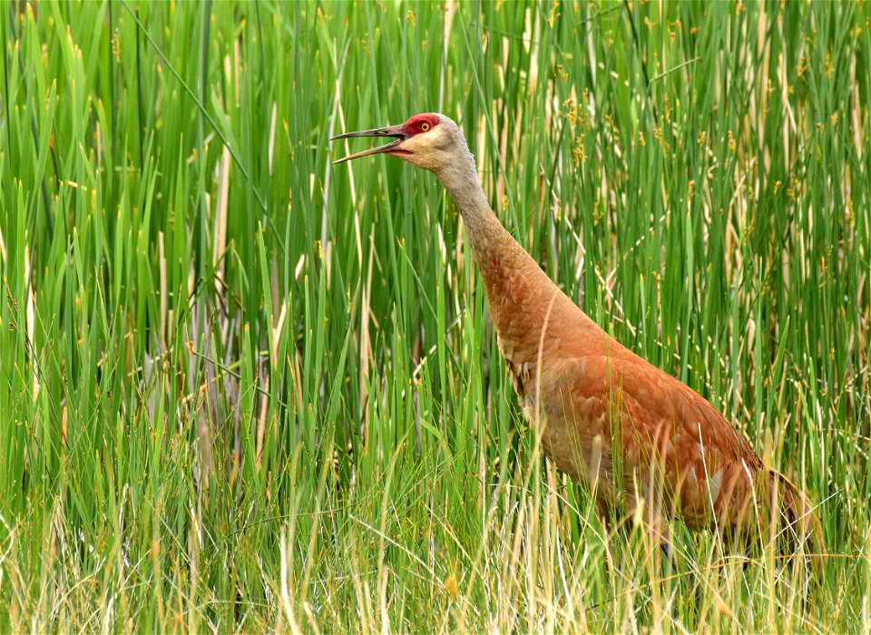 Greater sandhill crane at Seedskadee National Wildlife Refuge Wyoming
