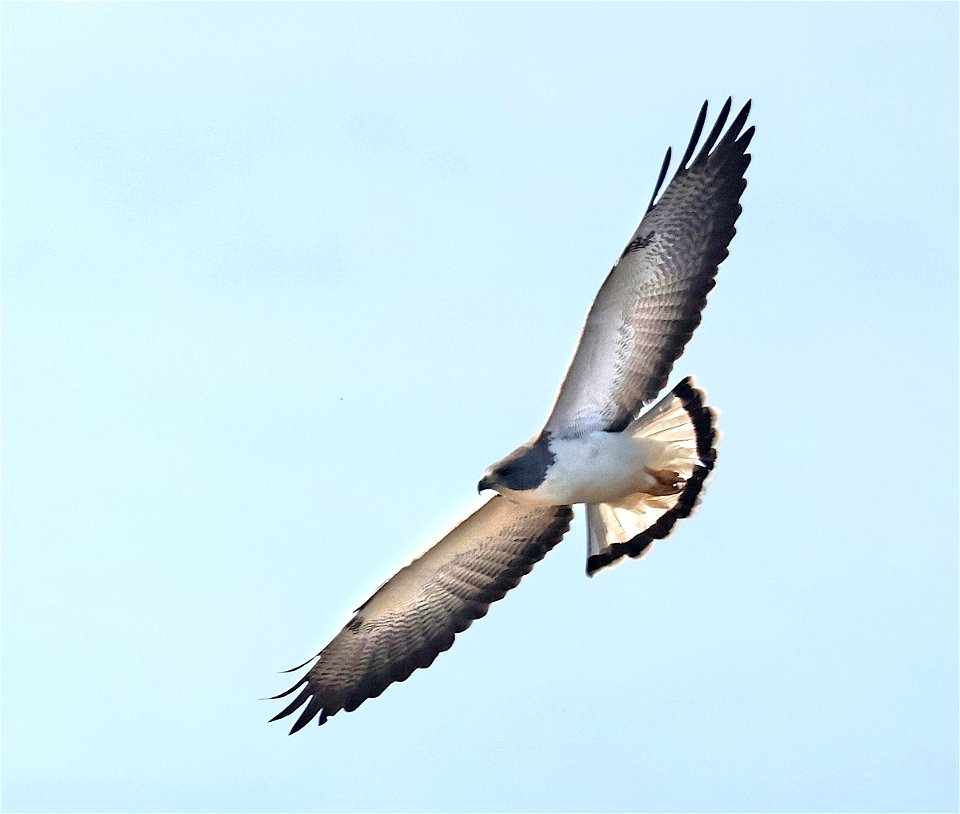 228 - WHITE-TAILED HAWK (02-14-2023) americana rv park, palmview, tx -02