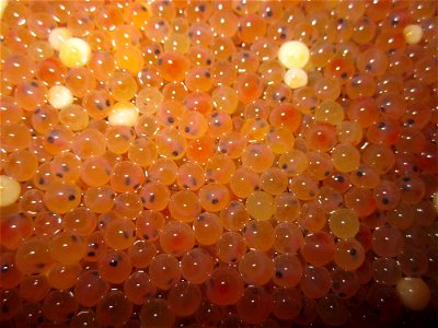 Snake River Cutthroat Trout Eggs photo