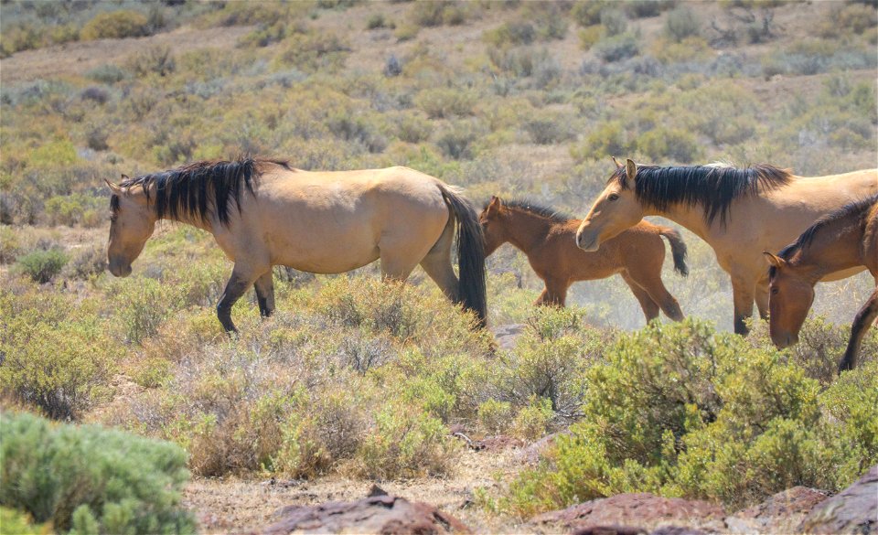 Wild Horses at Carter HMA