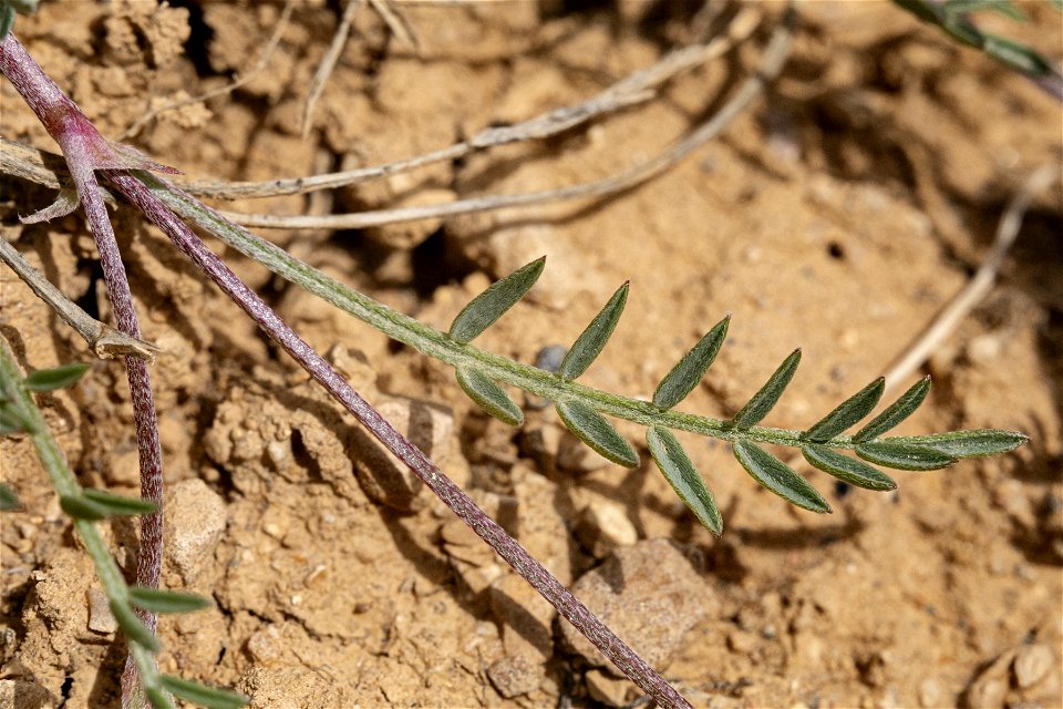 Astragalus miser
