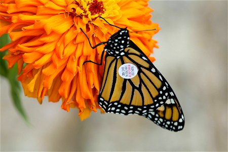 Tagged monarch photo