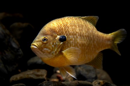 Hybrid Sunfish (Lepomis spp.) photo