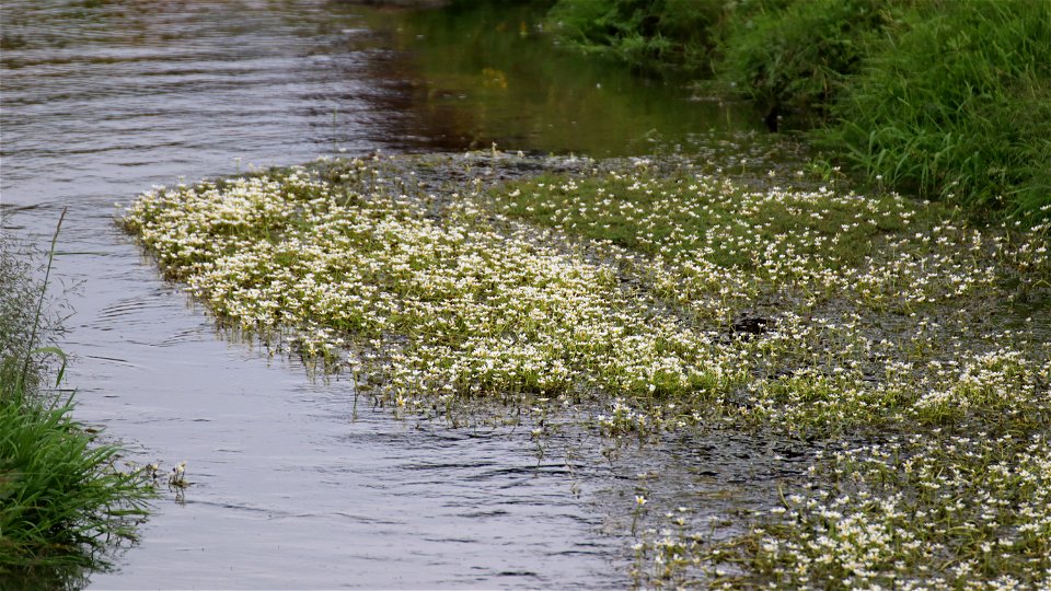 riverweed._01 photo