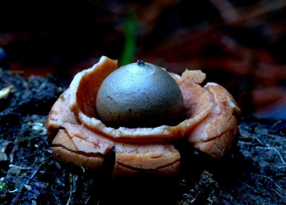 Earth star. photo