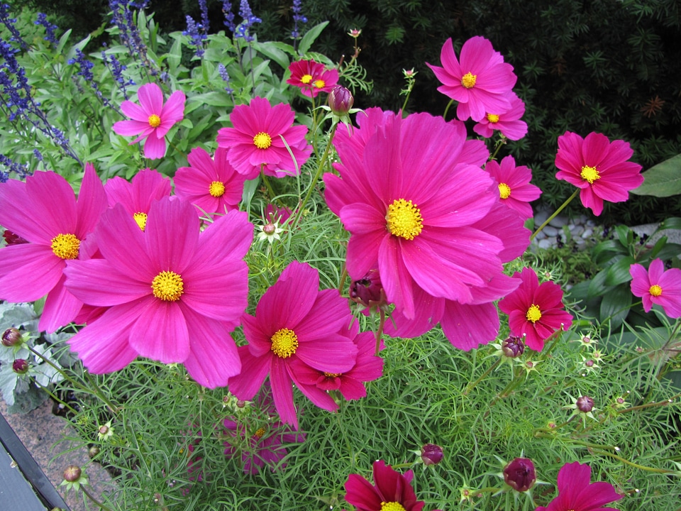 Cosmos flower pink ornamental plants