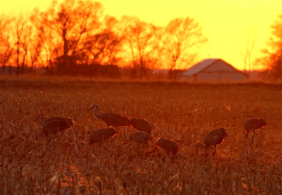 Sandhill Cranes Huron Wetland Management District South Dakota