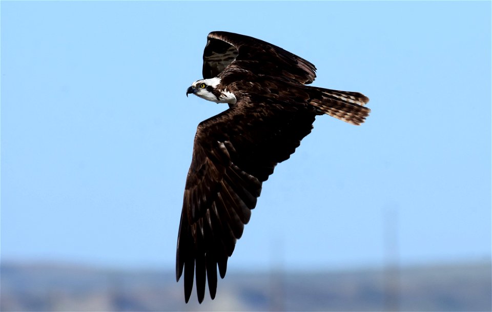 Osprey on Seedskadee National Wildlife Refuge photo