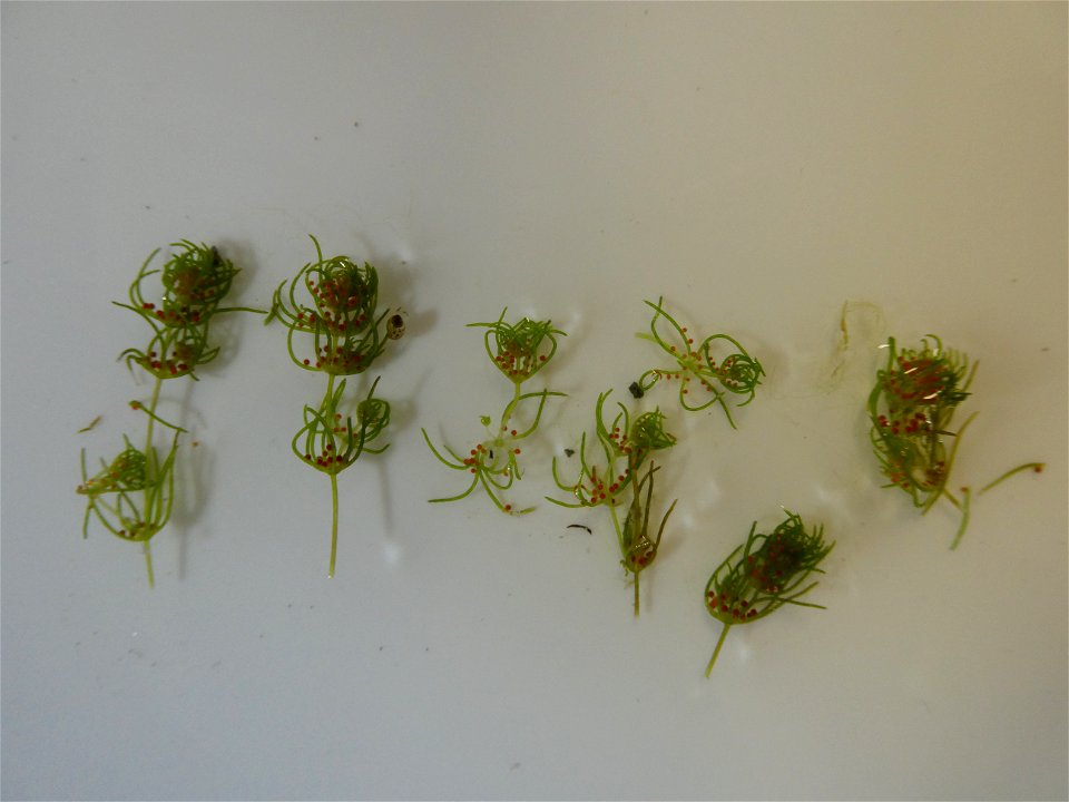 Chara connivens P.Salzmann ex A.Braun, 1835
