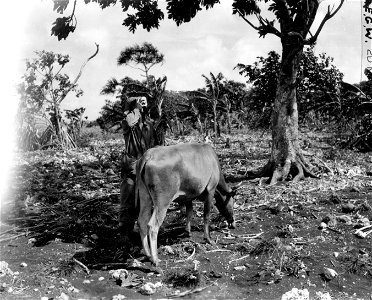 A Marine takes a drink of milk just obtained from the cow beside him. Saipan. June, 1944.