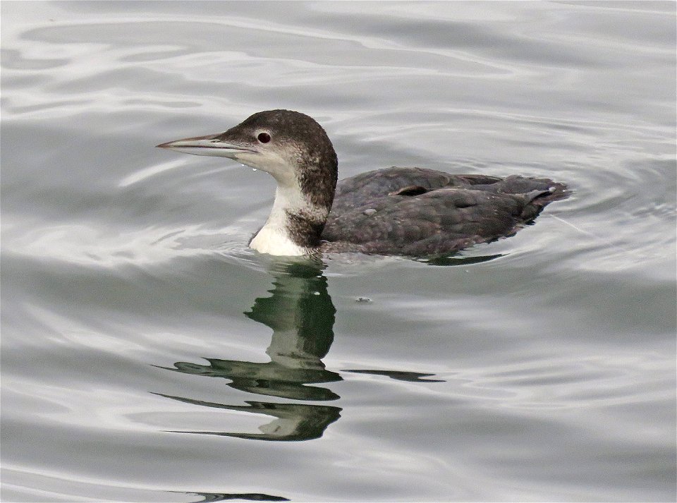 093 - COMMON LOON (10-8-2021) crescent city, del norte co, ca -02