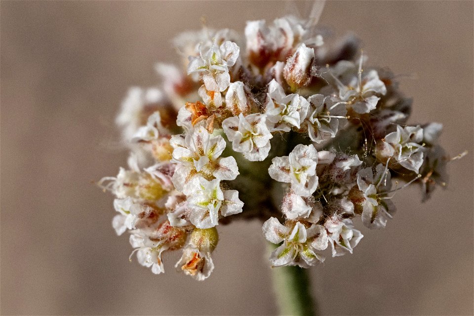 Eriogonum pauciflorum