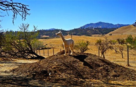 Queen of the Hill photo