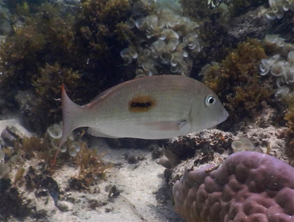 Lethrinus harak 2