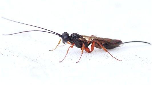 Ichneumonidae (Schlupfwespe))