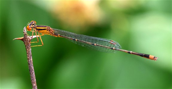 BLUET, ORANGE (Enallagma signatum) (05-29-2023) pocosin nat wildlife refuge, tyrrell co, nc -02