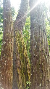 Aydlett Gordonia lasianthus loblolly bay bark trunks ncwetlands SK photo