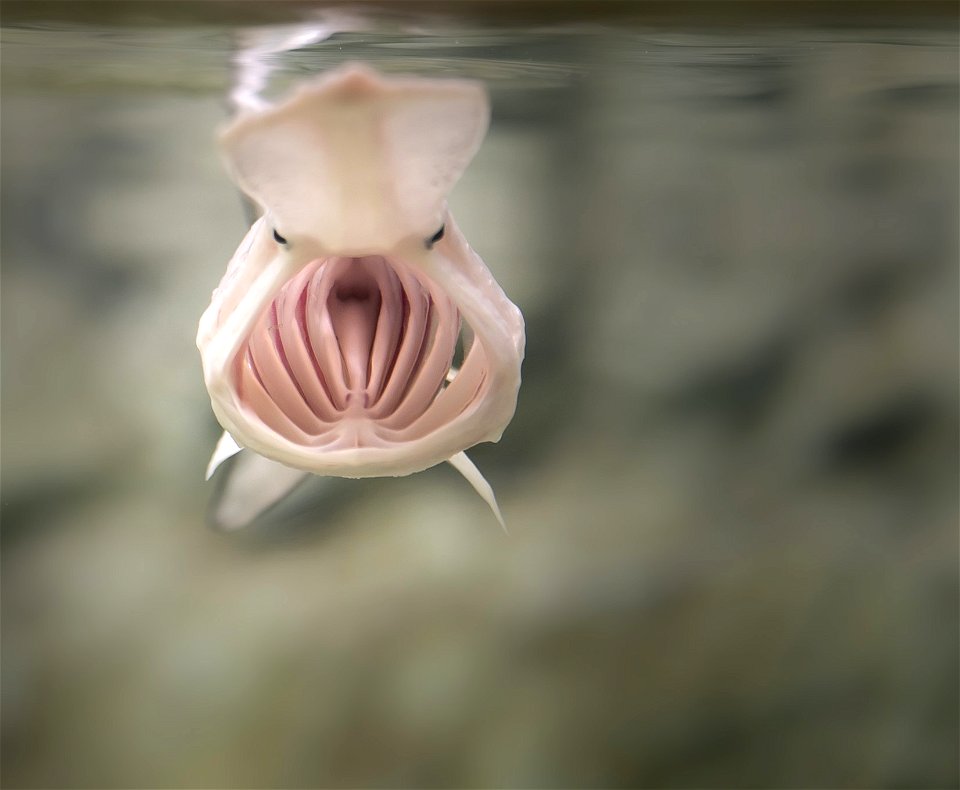 Paddlefish Feeding photo