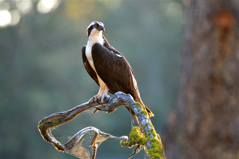 Osprey