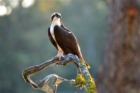 Osprey