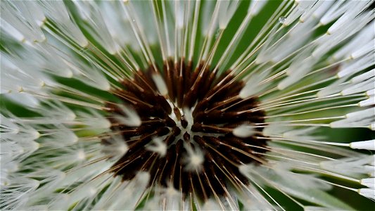 Löwenzahn (Taraxacum officinale) - Fruchtstand
