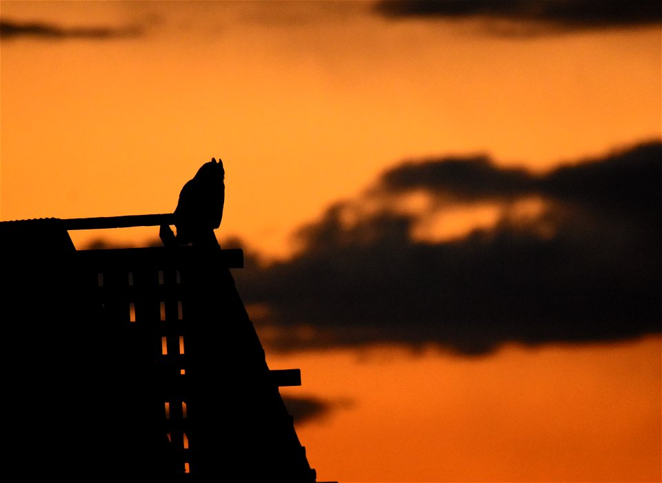 Great horned owl at Sunset on Seedskadee National Wildlife Refuge
