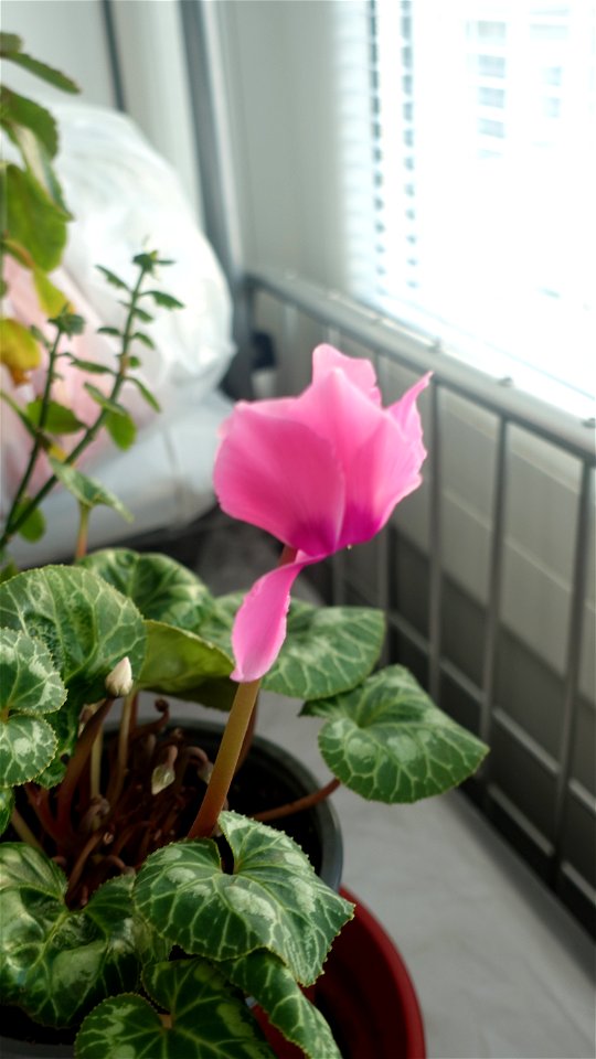 flori_flowers-wife-2023_0216_162146(1)