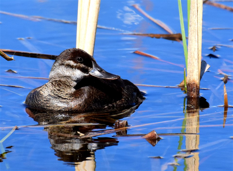 Ruddy duck at Seedskadee National Wildlife Refuge