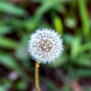 Day 183 - “Dandelions, like all things in nature are beautiful when you take the time to pay attention to them.” ― June Stoyer photo