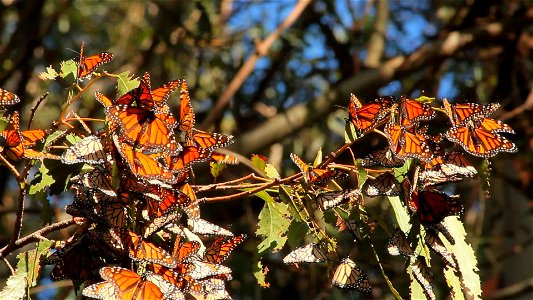 Monarchs on the Branch of a Eucalyptus Tree