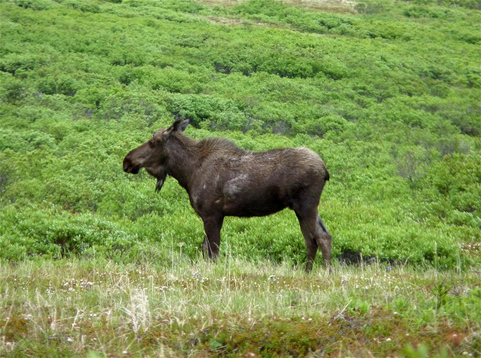 Moose photo