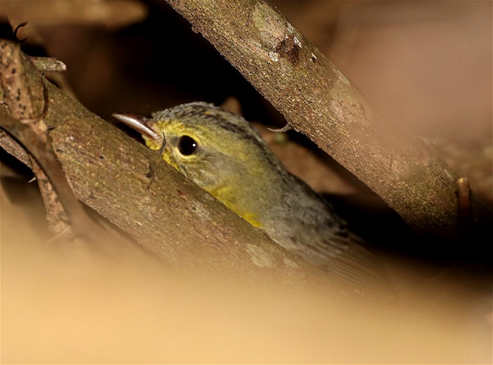 846 - GOLDEN-CROWNED WARBLER (12-03-2021) the nature center, weslaco, hidalgo co, tx -01