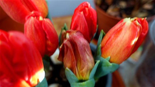 tulips_lalele-2023_0221_100508