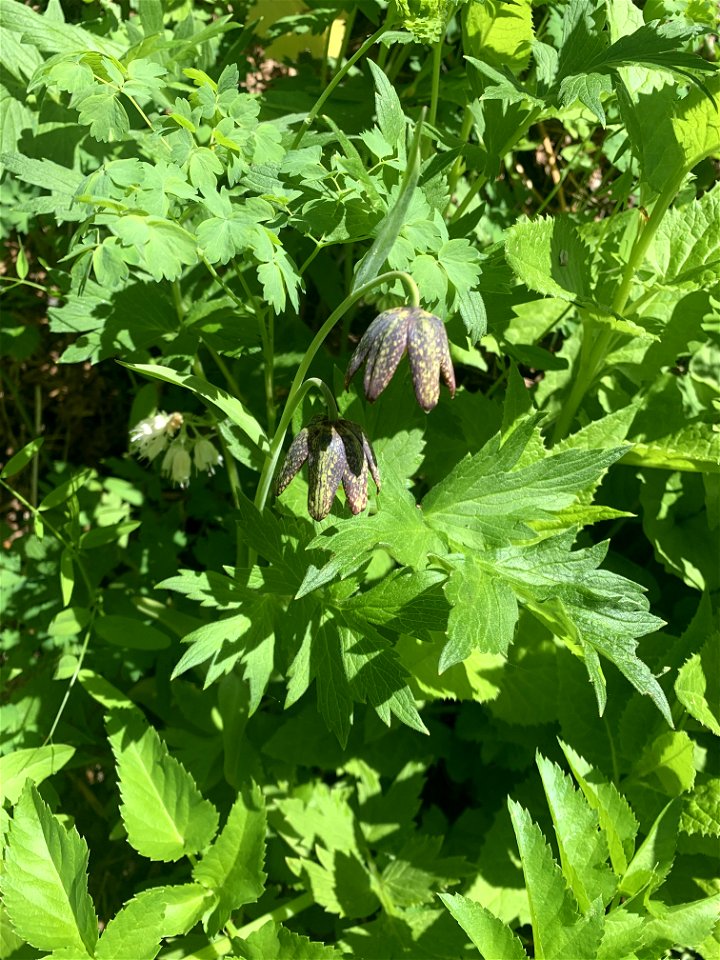 Chocolate Lily, Green Mountain Trail, Mt. Baker-Snoqualmie National Forest. Photo By Sydney Corral June 25, 2021