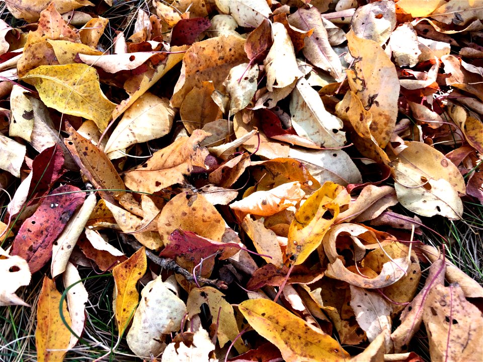 2021/365/272 The Autumnal Carpet