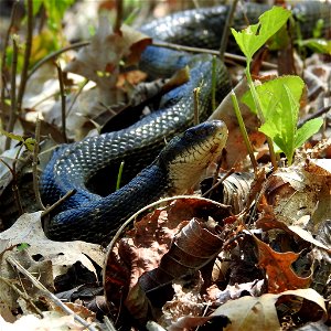 Black Rat Snake photo