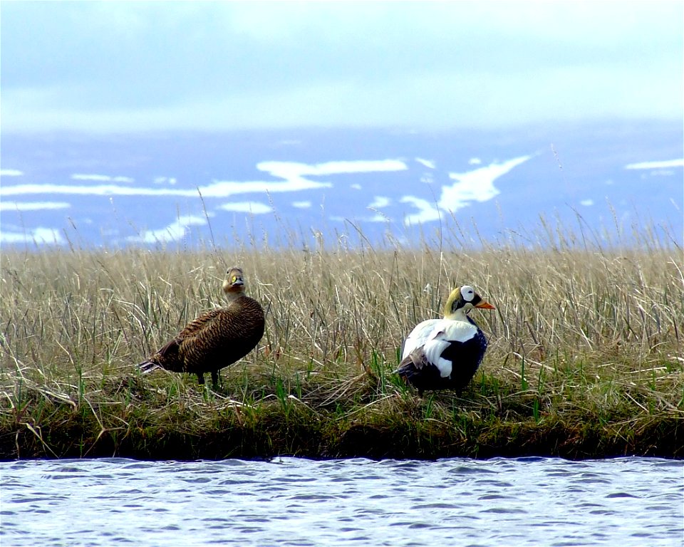 Spectacled eider pair photo