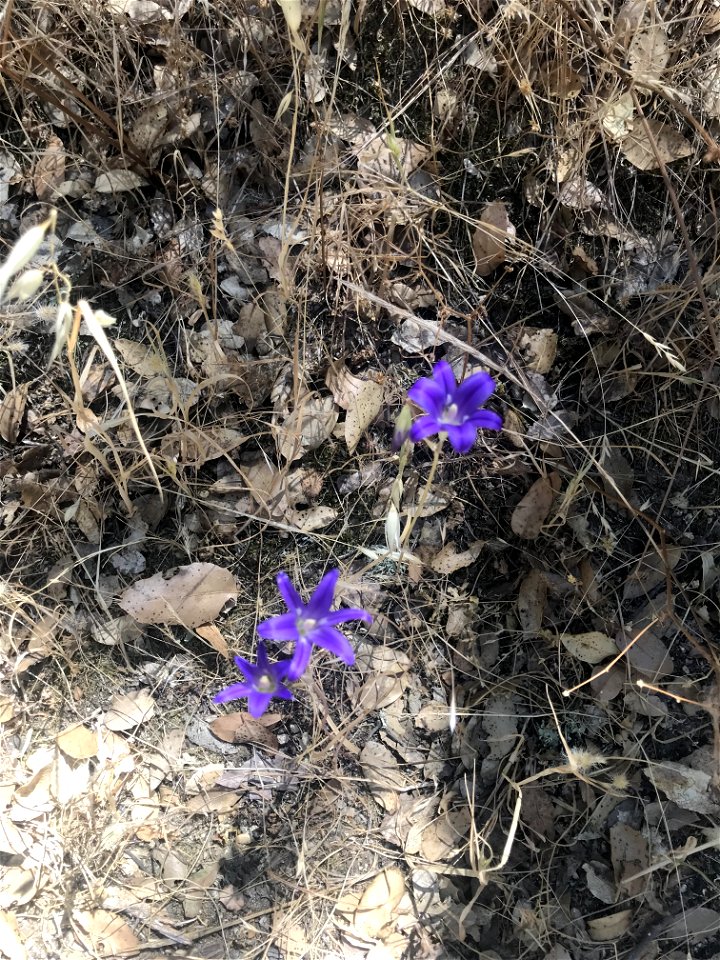 IMG_7025_DMNA_Wildflower_Tomich