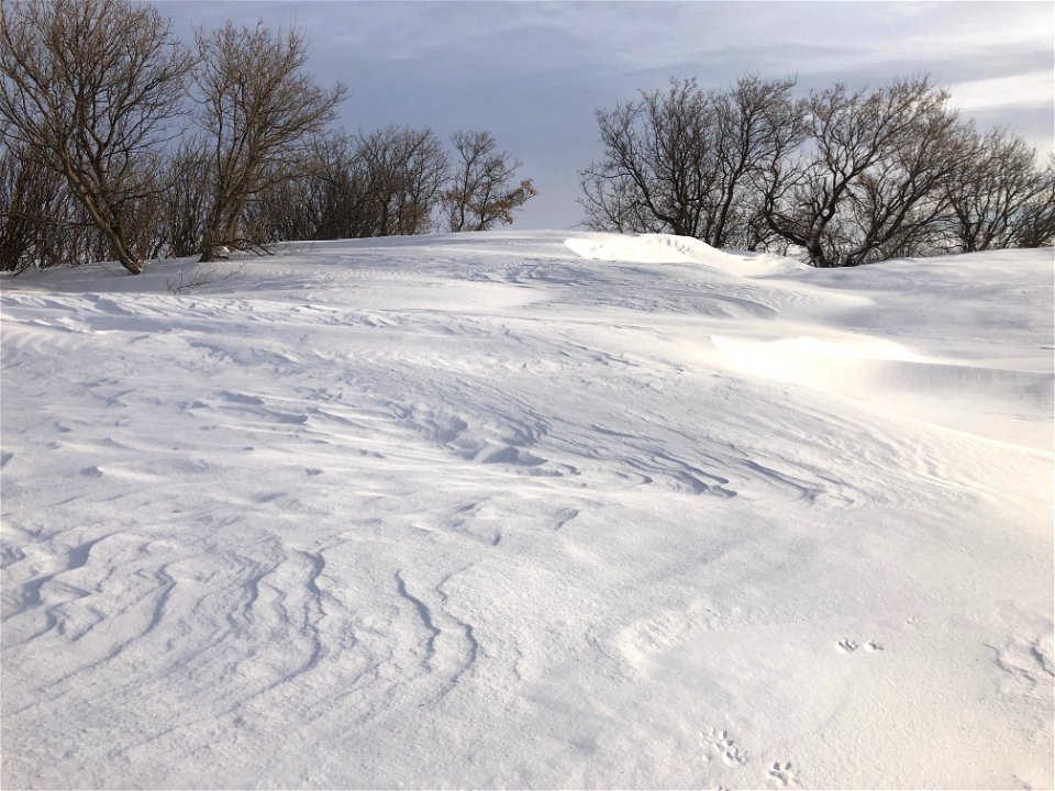 2022/365/322 These Drifts May Bury The Trees