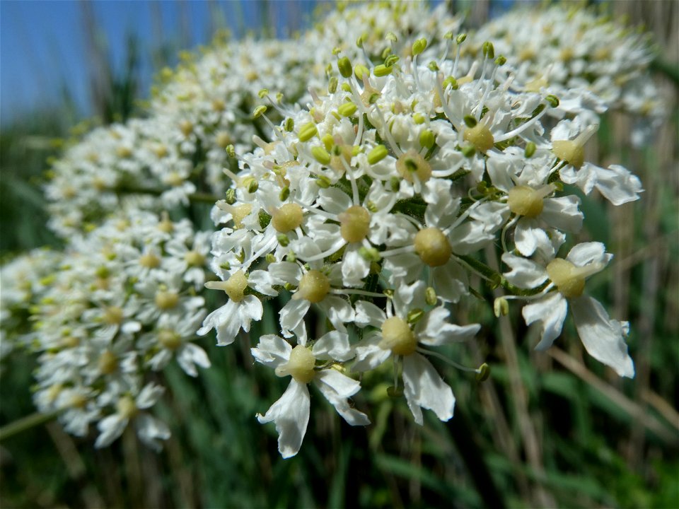 Heracleum sphondylium L., 1753