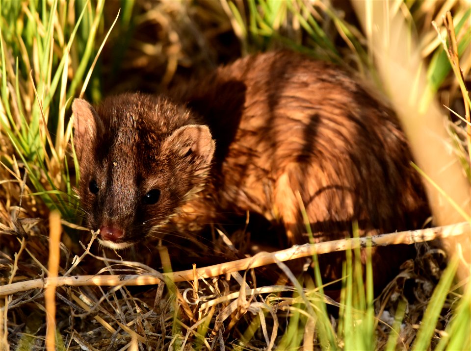 Short-tailed weasel kit at Seedskadee National Wildlife Refuge