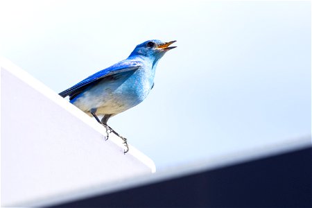 Mountain bluebird calling from atop a street sign in Fort Yellowstone