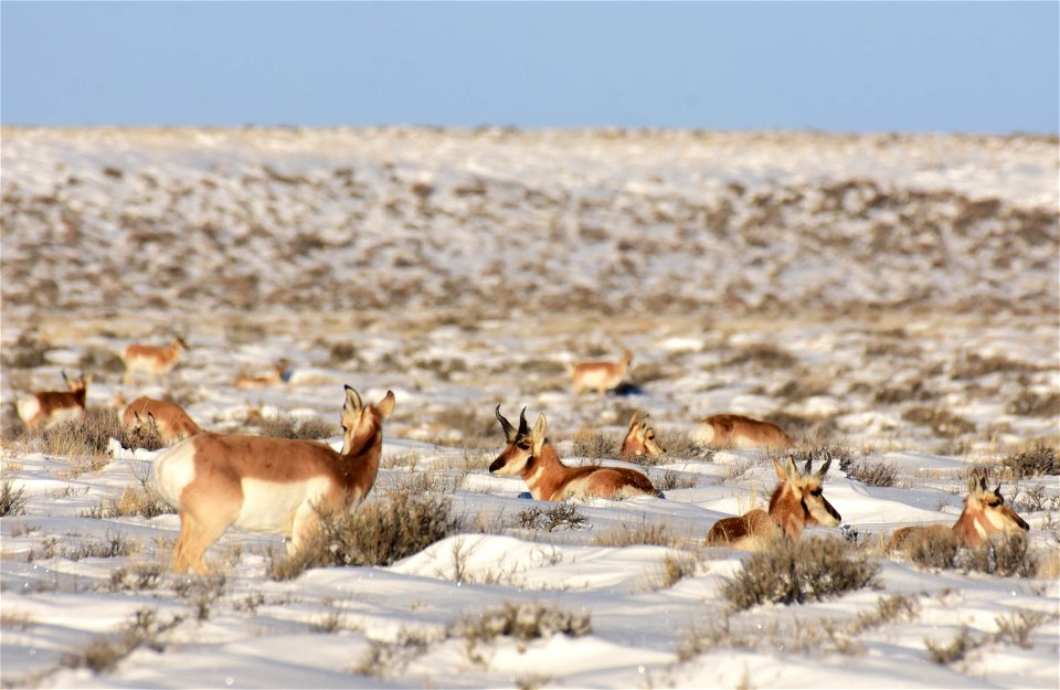 Pronghorn on Seedskadee National Wildlife Refuge