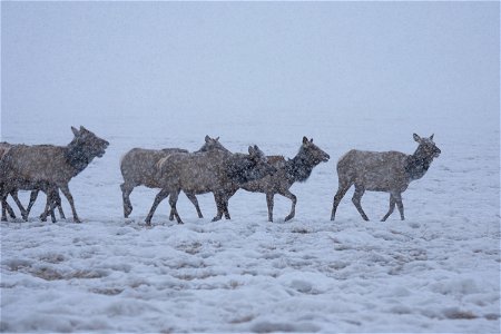 Wintering Elk on the National Elk Refuge