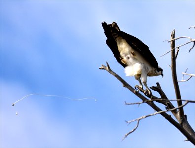 Osprey on Seedskadee National Wildlife Refuge photo