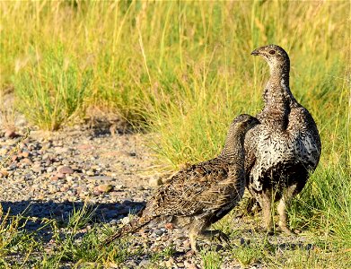 Greater sage-grouse at Seedskadee National Wildlife Refuge photo