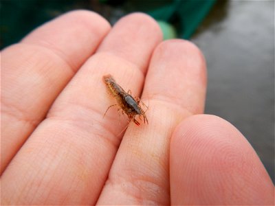 Little Crayfish photo