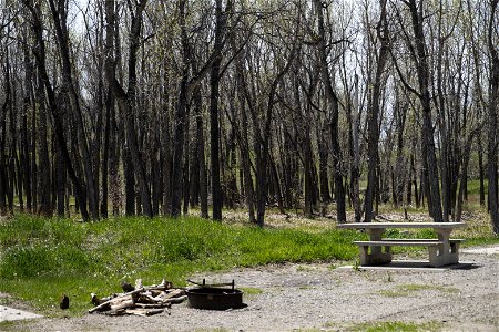 Camping area with firepit and picnic table at Howrey Island. photo