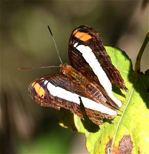 SISTER, SPOT-CELLED (Adelpha basiloides) (12-04-2022) national butterfly center, mission, hidalgo co, tx -01