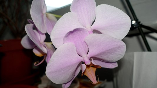 orchids-兰花_2023_0219_182200 photo